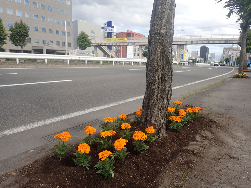 植栽された花々